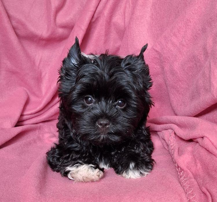 Śliczna suczka Yorkshire Terrier Black