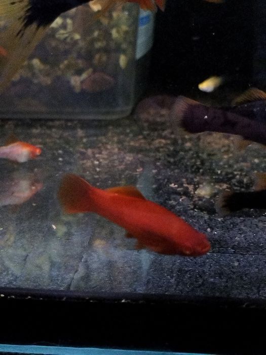 Mieczyk albino Red / Hamburg