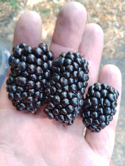 Ежевика безшипная ранняя саженцы