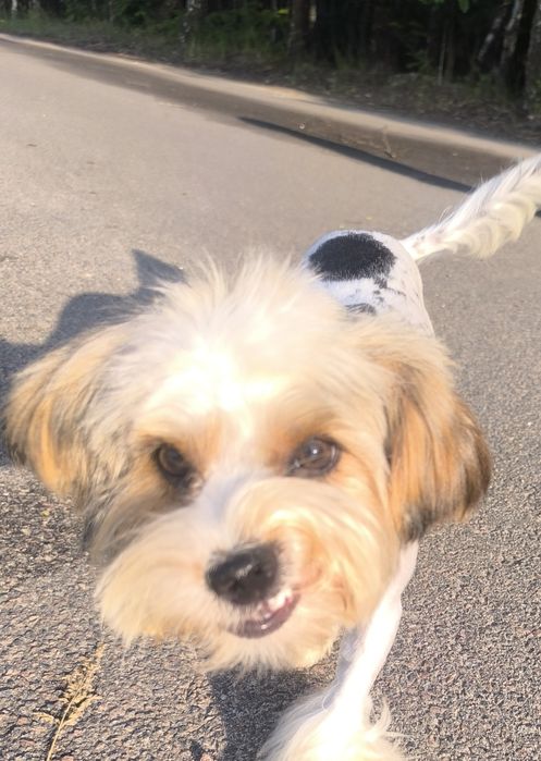 Собака- улибака. Чарівна леді бівер йорк