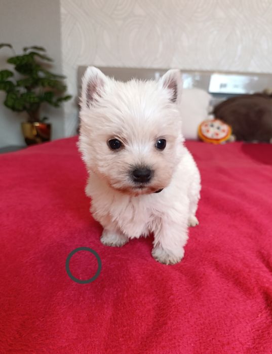 West Highland White Terrier Piesek z Rodowodem