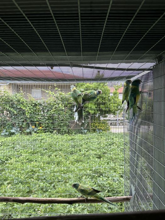 Varias aves para venda