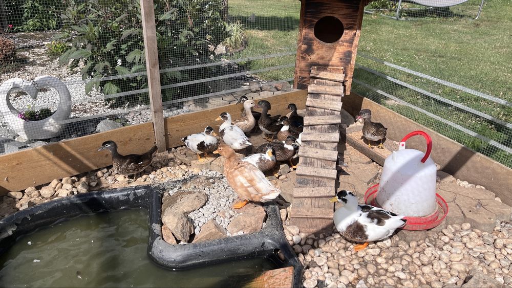 Kaczki mlode Call duck