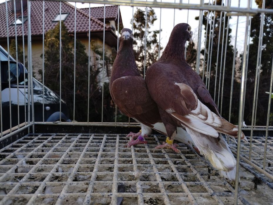 Sprzedam gołębie krwiste czerwone