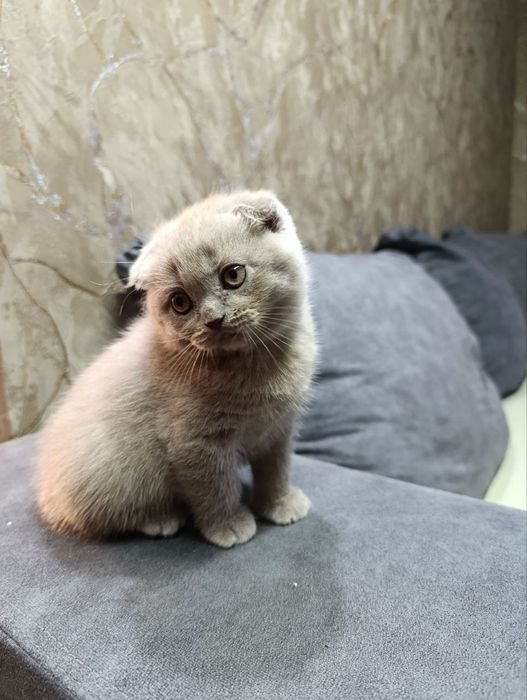 Шотландські кошенята шукають люблячу  сім'ю