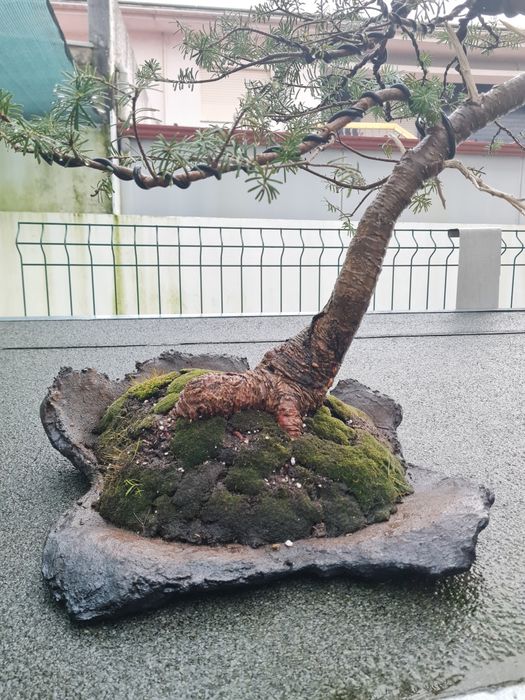 Bonsai Abies Koreana