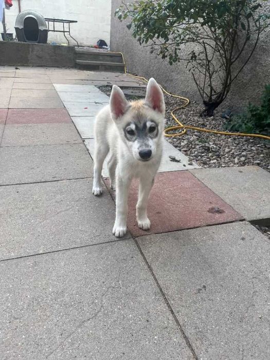 Husky Siberiano - LOP