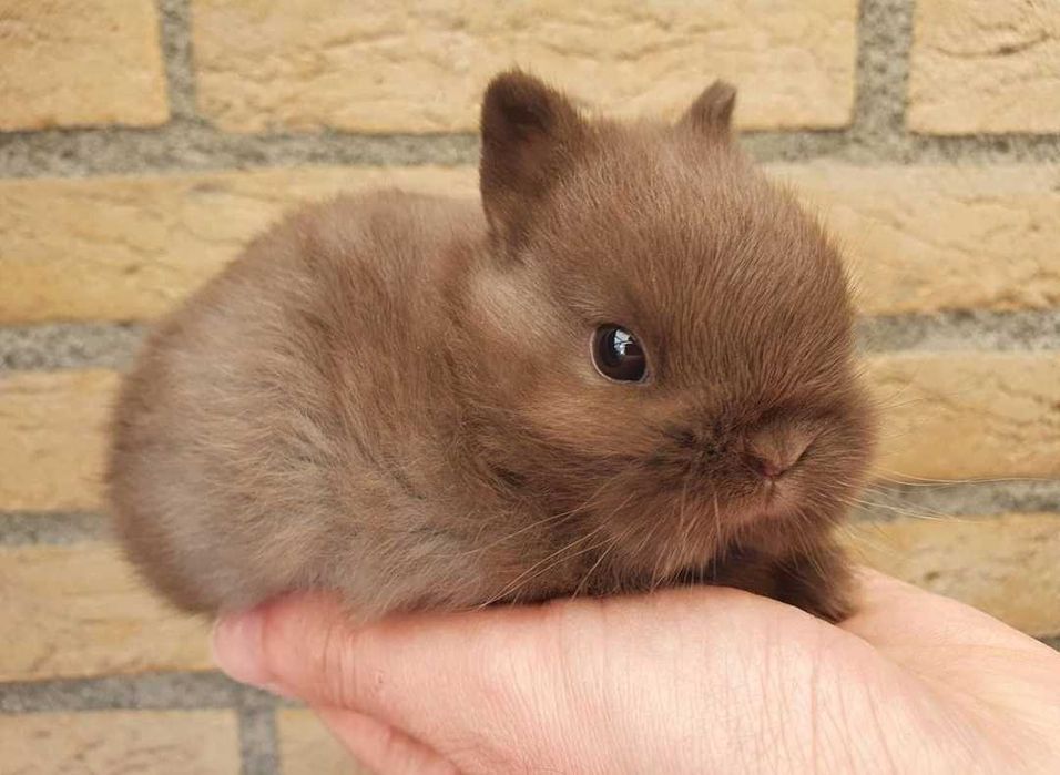 Coelhos anões bebés + gaiola nova + alimentação adequada