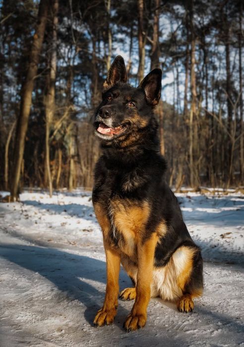 Sana w typie owczarka do adopcji!