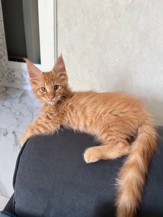 Мейн-кун хлопчик