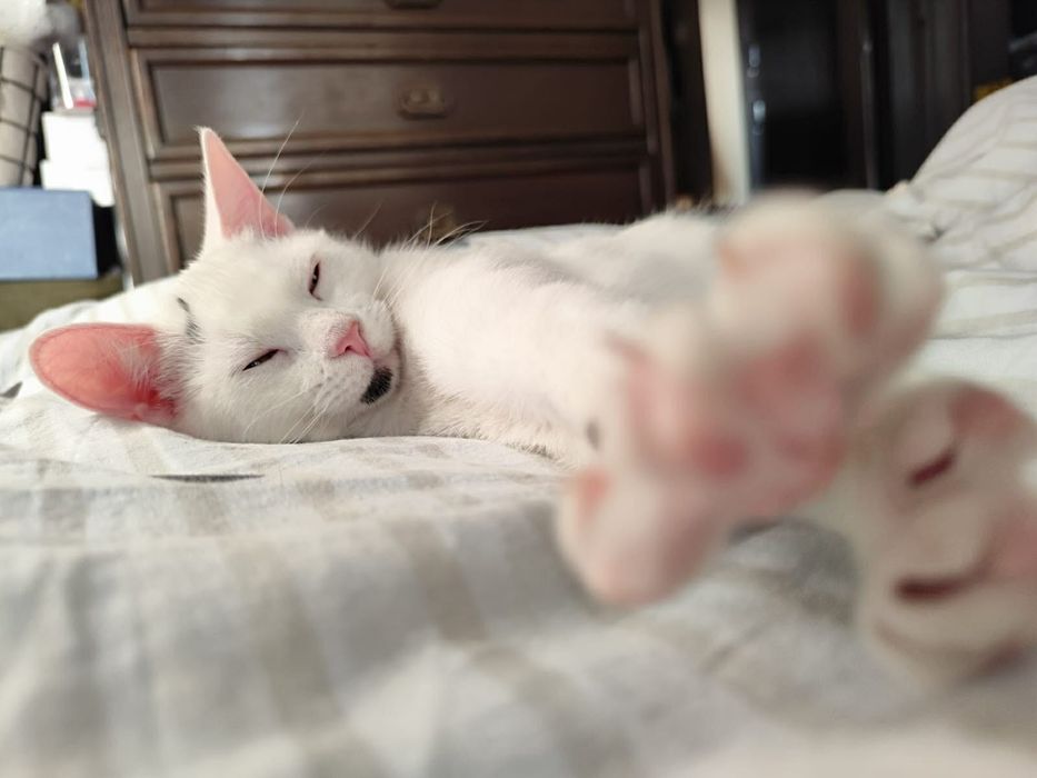 Kochane miziaki szukają wspólnego domu stalego!