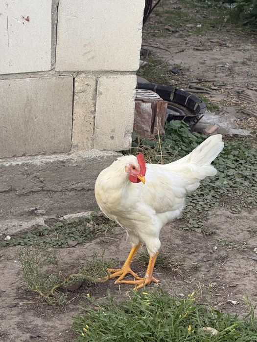 Trzy koguty na sprzedania