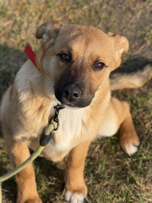 6-miesięczny KROKIET szuka domku