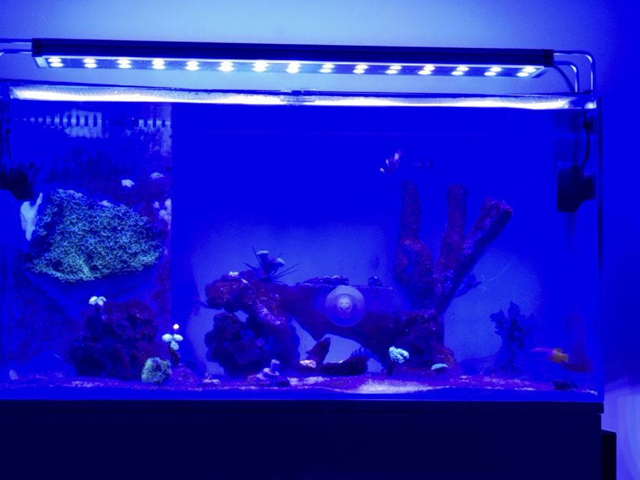 Aquario 80x45x45 com sump e acessorios