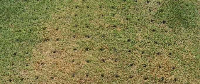 Aeracja trawnika-usługi