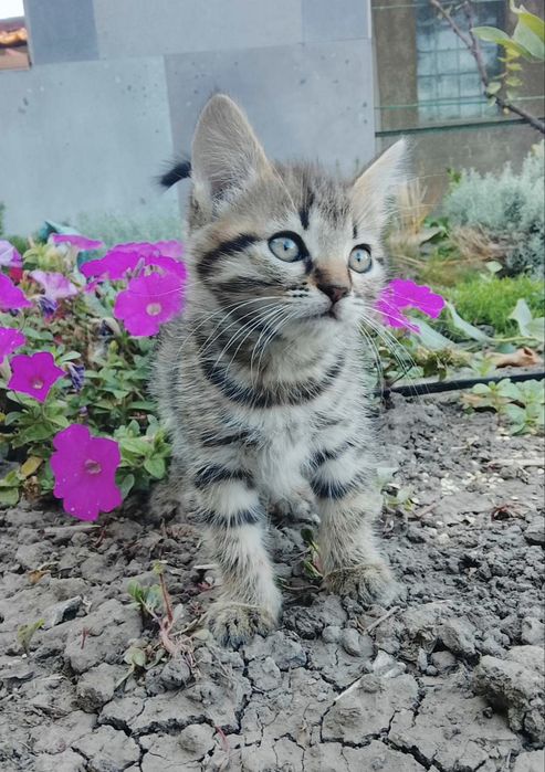 Маленькі кошенята