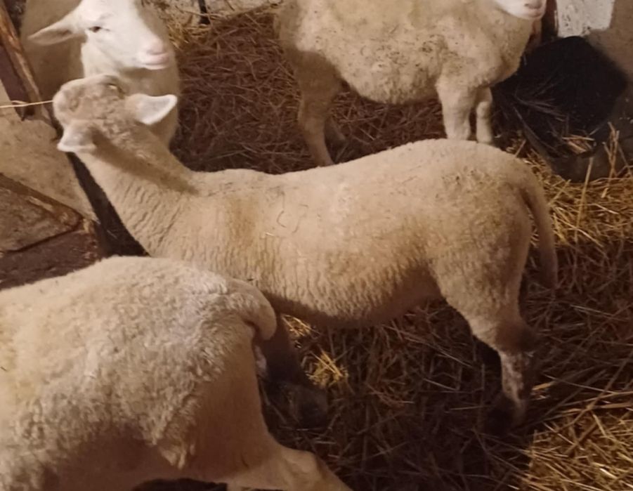 Baran nolan 3 miesięczny