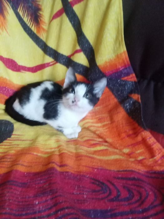 Кошенята у добрі руки. Кошеня. Кіт.