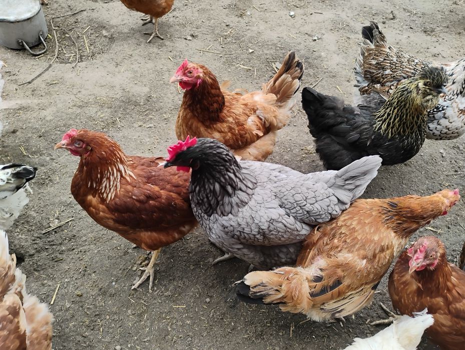 Jaja lęgowe od kór mix