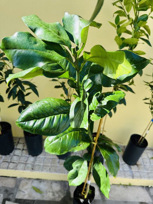 Árvores frutos tropicais raros enxertados- Portes grátis