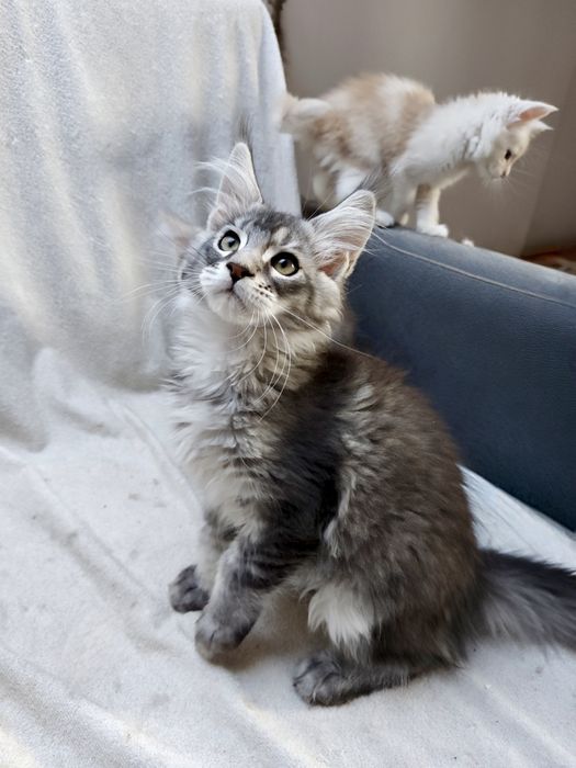 Cudny kocurek Maine Coon