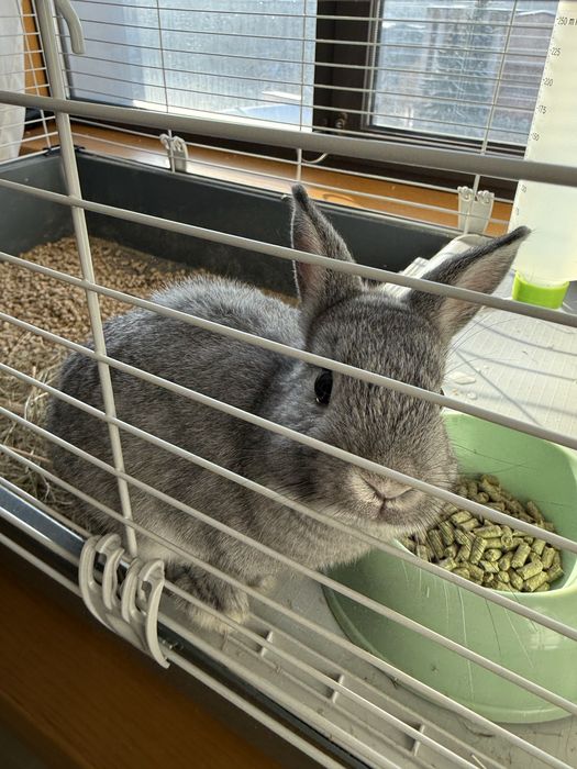 Продам міні кроля з кліткою