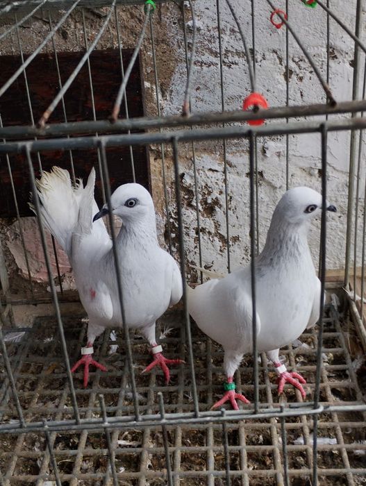 Jasne wyloty i na białych