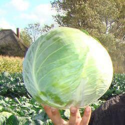 Насіння Капуста Білоголова БРИГАДИР F1 BRIGADIER F1 Семена Капусты