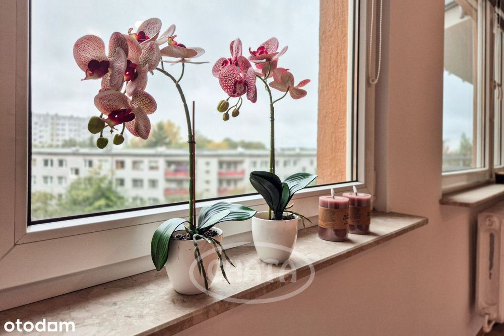 Strzegomska/Balkon/Rozkład/Winda/Media Miejskie