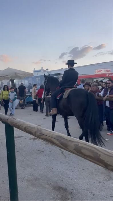 Cavalo PRE (Pura Raça Espanhola)