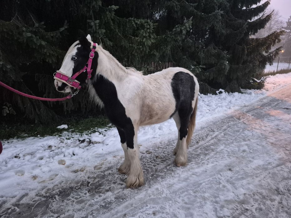 True Baby Tinker Klacz