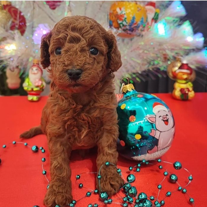 Хлопчик Марсель чекає люблячу родину