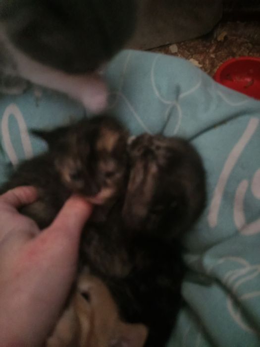 Продам Шотландцы