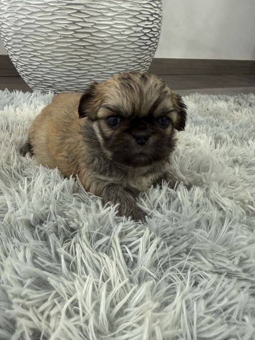 Piquenes maravilhosa exelente linhagem menina