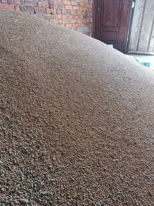 Продам пшеницю , ячмінь