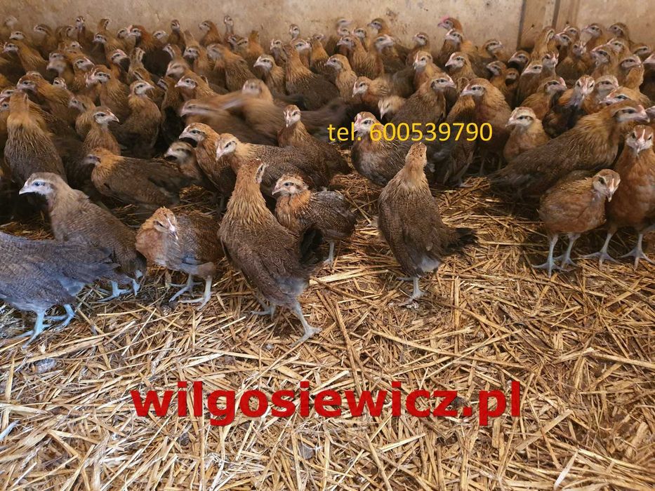 Kury kokoszki nioski Zielononóżki odchowane dostawa Gratis