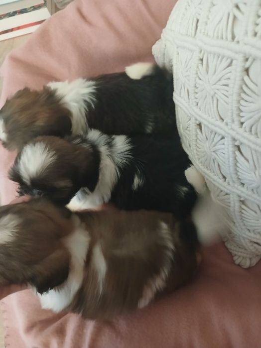 Shih tzu prześliczny chłopczyk