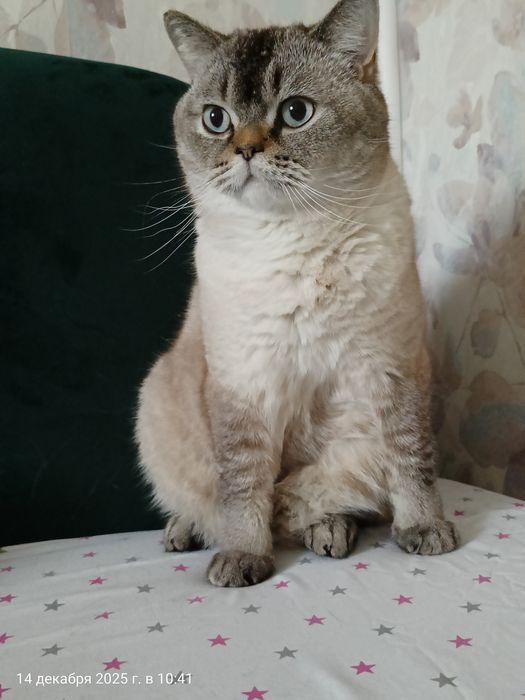 Кіт в доборі руки