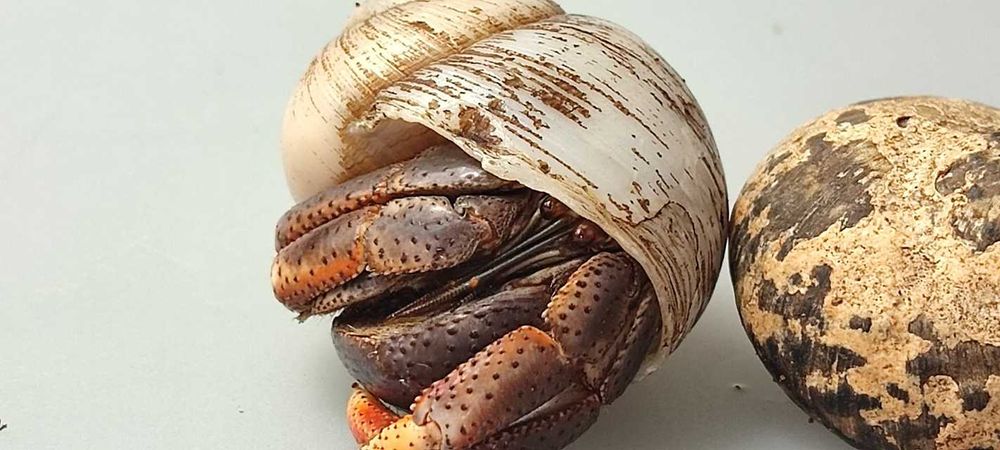 Coenobita clypeatus Krab pustelnik