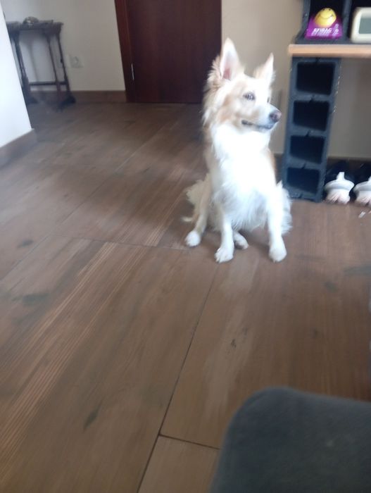 Filhotes de cães porte médio/ pequeno