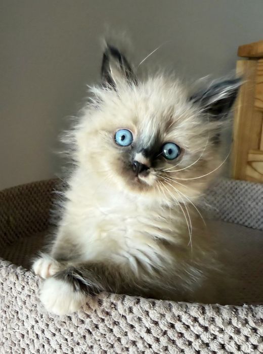 Kotka Neva Masquerade ZAREZERWOWANA