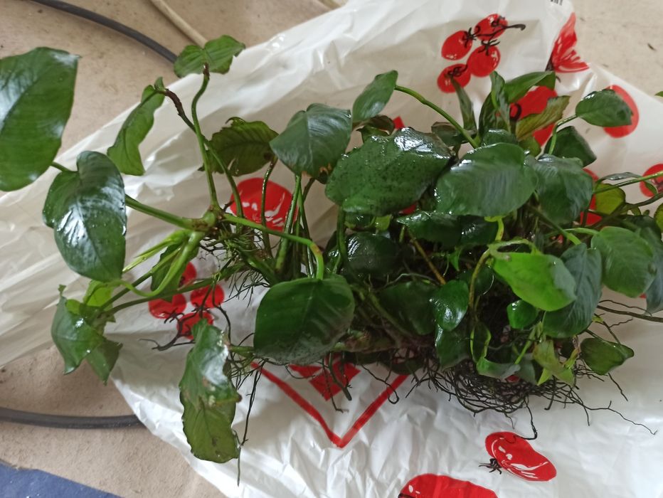 Duży Anubisa ok 30cm