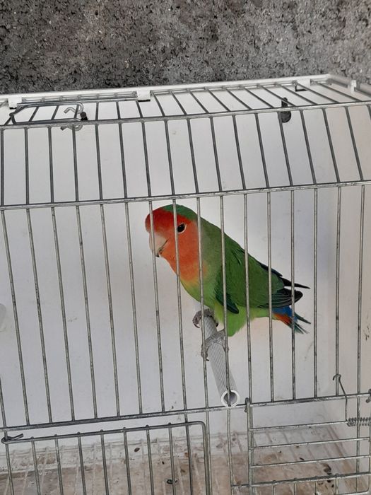 Agapornis longfeather