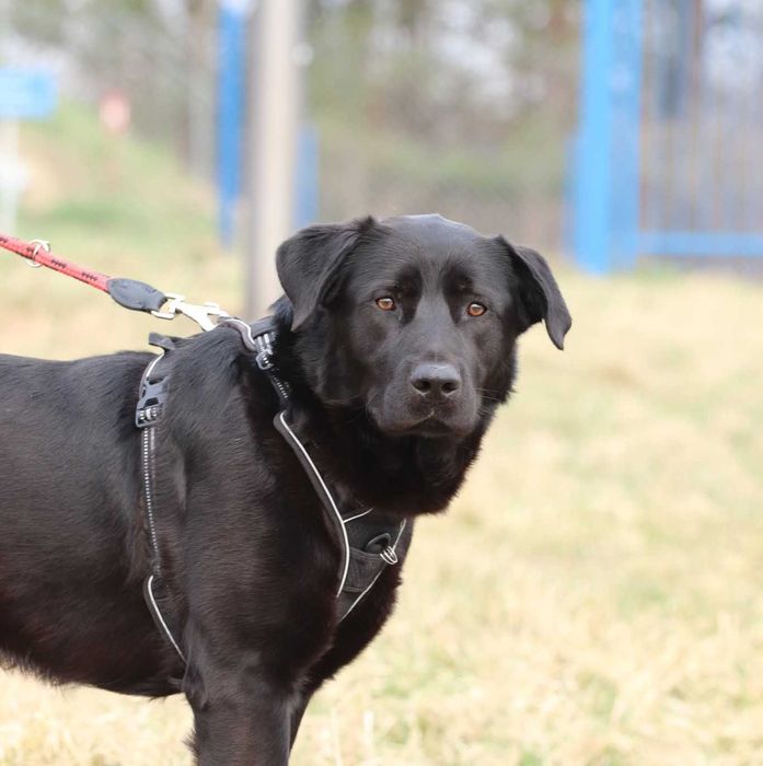 Black – wesoły pies w typie labradora gotowy do adopcji