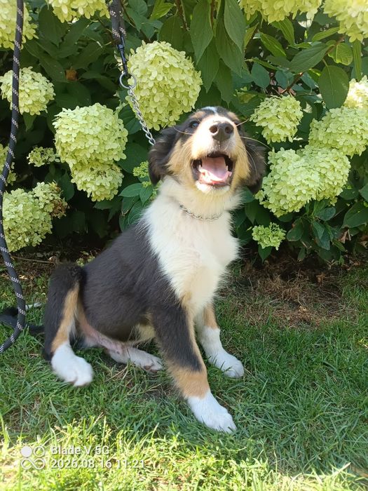 Owczarek szkocki collie