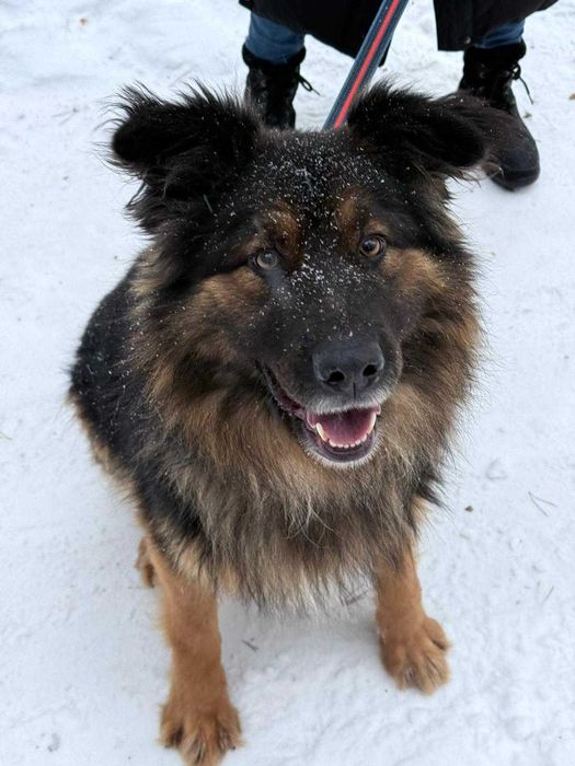 Łubin - pogodny psiak szuka domu