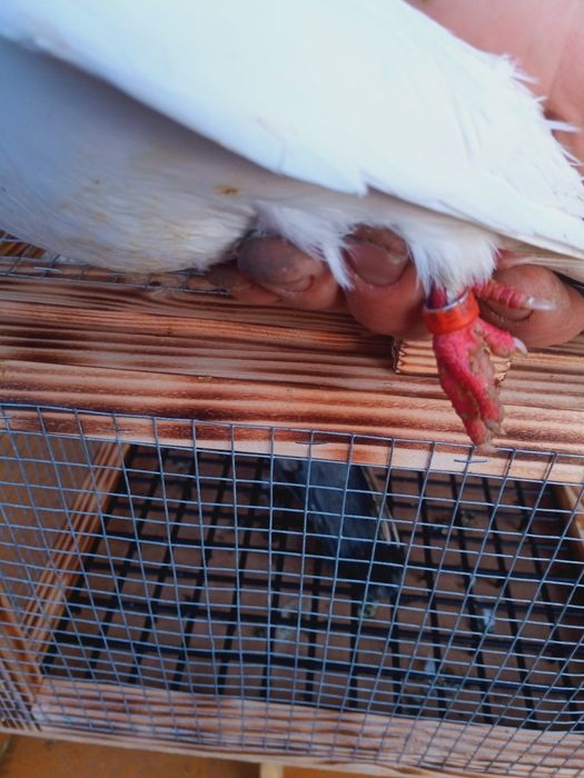 Para gołębi zamojskich