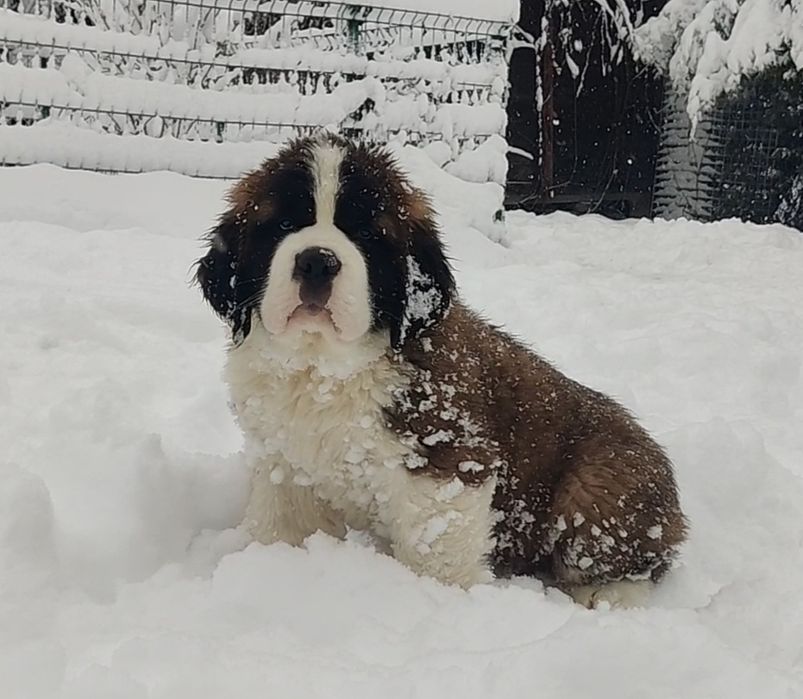 Довгошерстний хлопчик сенбернар. Офіційний розплідник КСУ FCI