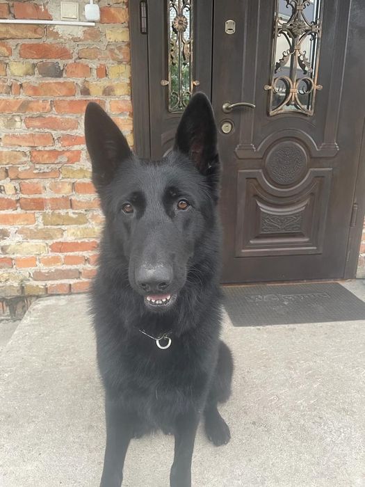 Східно європейська вівчарка