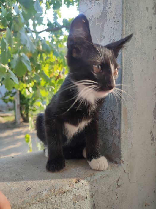 Отдам котят в хорошие руки.